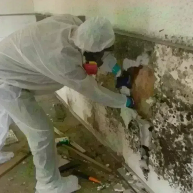 Mold Remediation and Removal in Green Cove Springs, FL